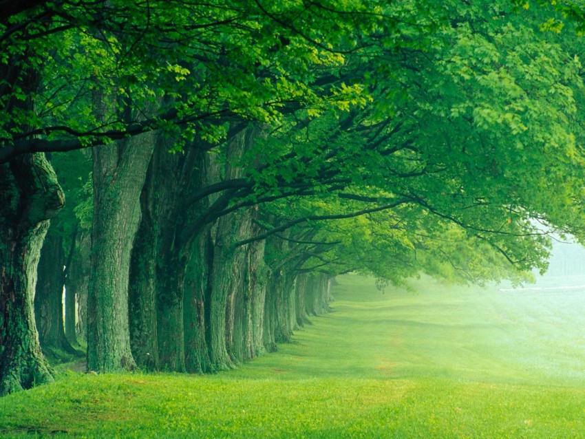 Tree Planting Background HD Images Photos