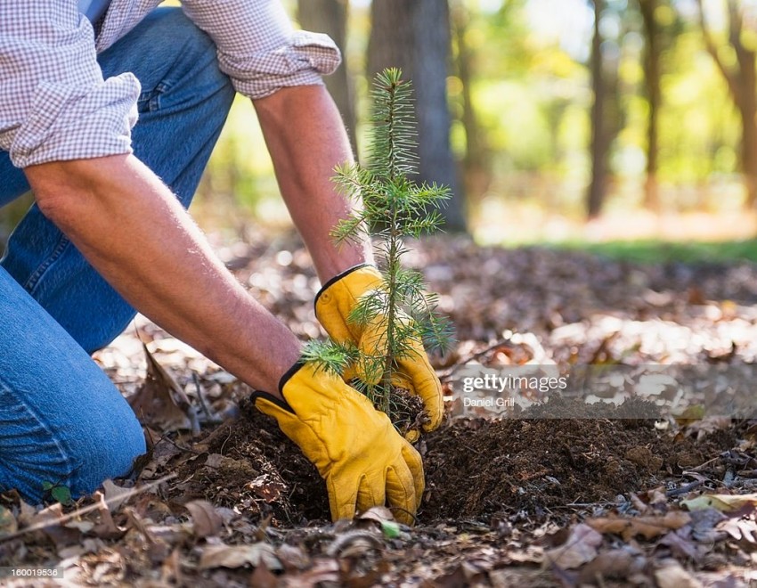 Tree Planting Background HD Images Photos