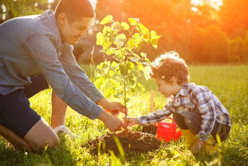 Tree Planting Background HD Images Photos