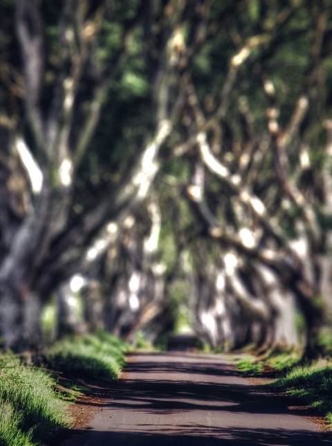 Tree Road CB Picsart Editing Background HD Download