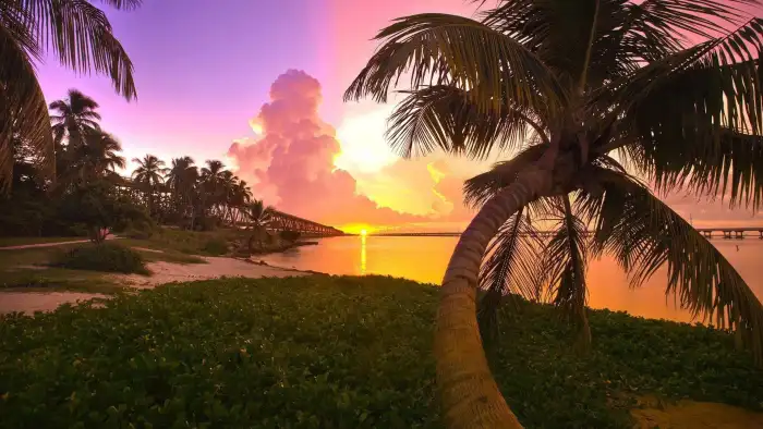 Tropical Sunset Beach Palm Tree Background Free