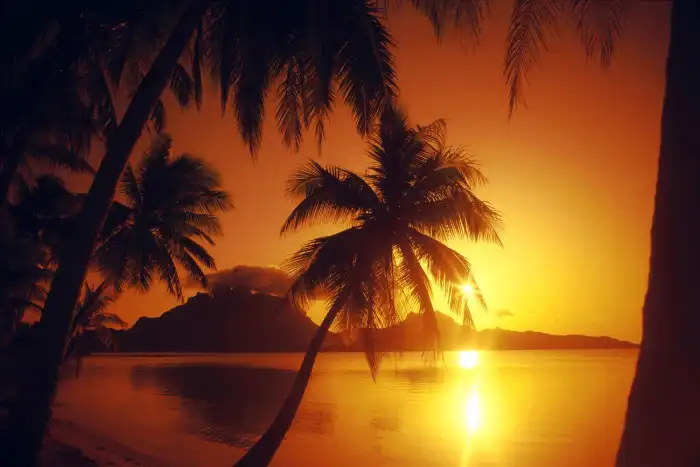 Tropical Sunset Beach Palm Tree Background Free