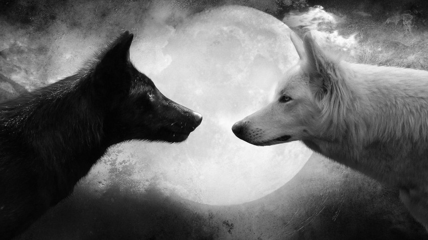 Two Wolf Moon Background Full HD Wallpaper Download