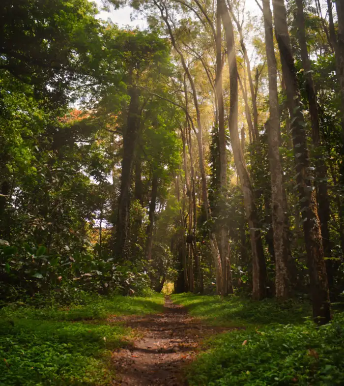 Urban Jungle Forest Green Mountain Forest Background