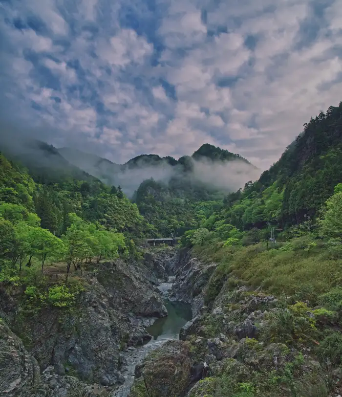 Urban Jungle Green Mountain Forest Background