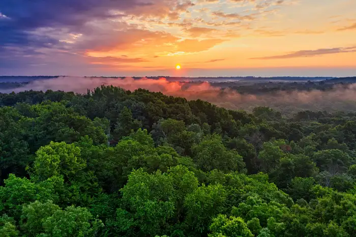 Urban Jungle Green Mountain Forest Background