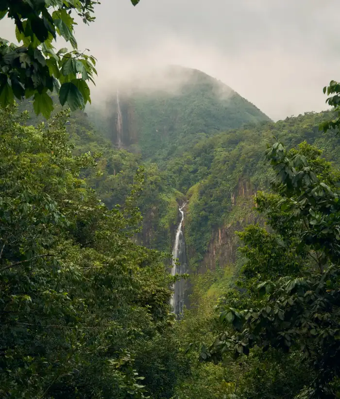 Urban Jungle Green Mountain Forest Background