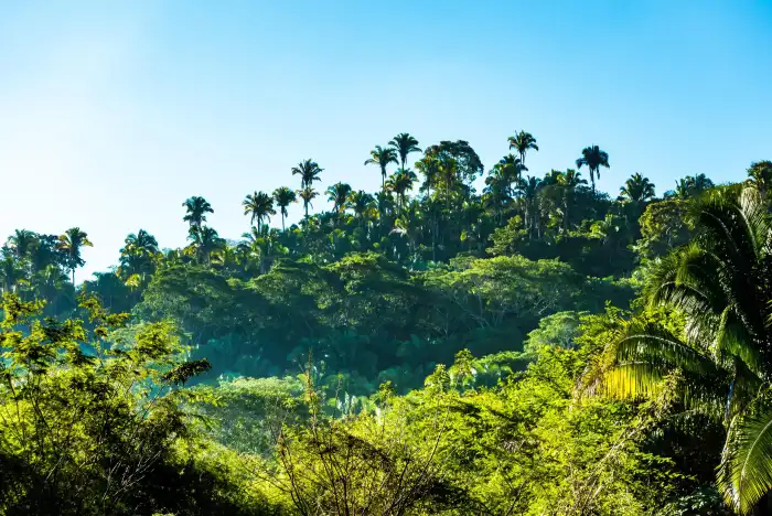 Urban Jungle Green Mountain Forest Blue Sky Background