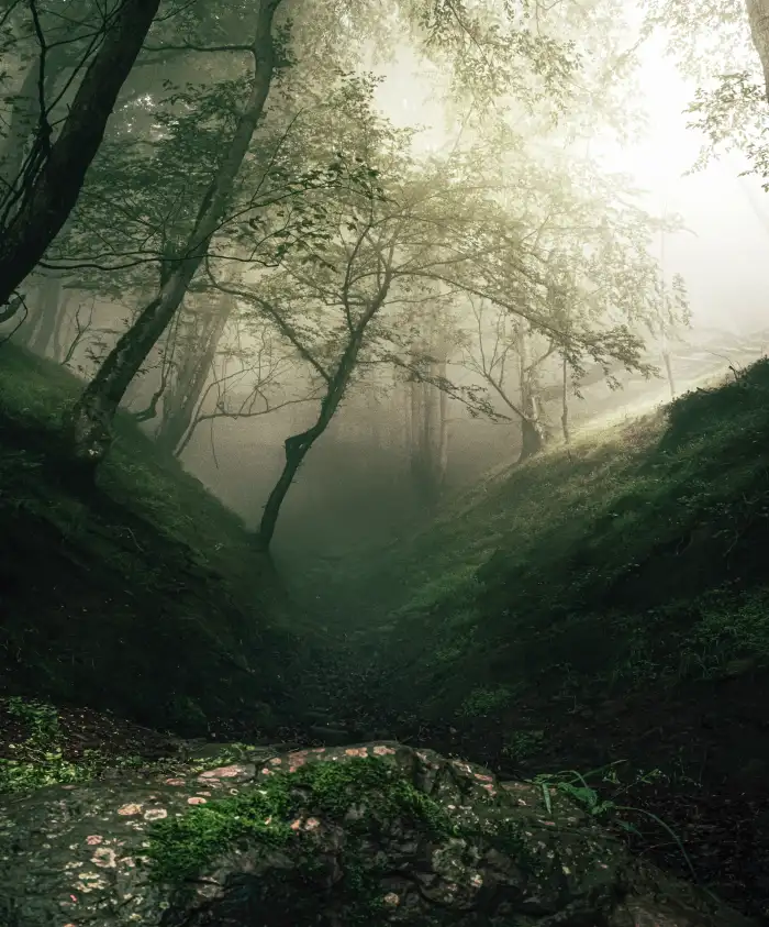 Urban Jungle Green Mountain Forest Forest Background