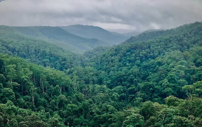 Urban Jungle Green Mountain Forest Free HD Background