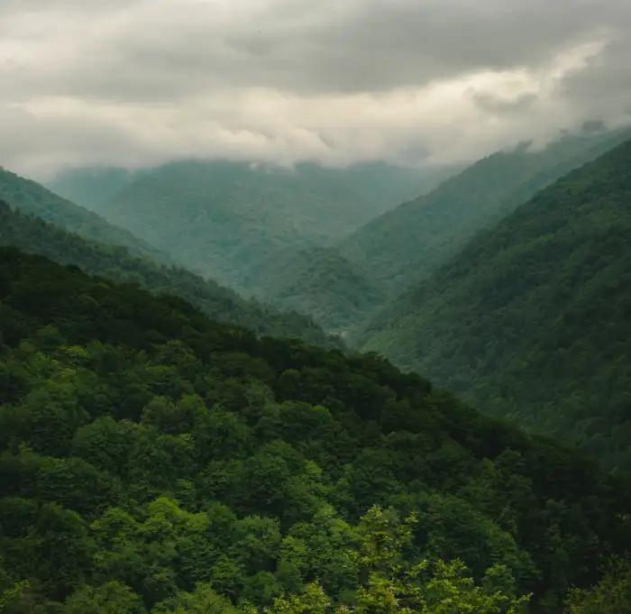 Urban Jungle Green Mountain Forest HD Background