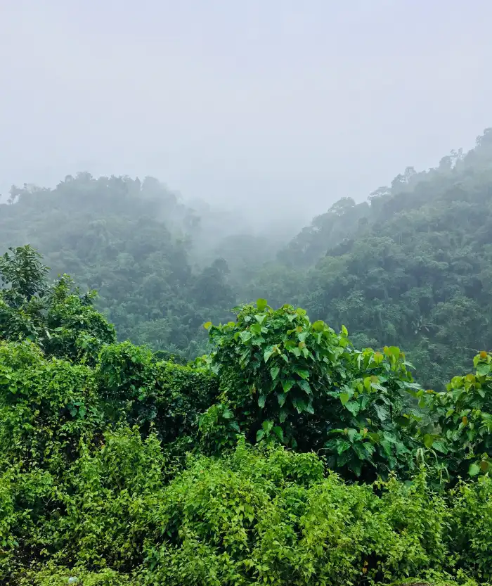 Urban Jungle Green Mountain Forest Nature Background