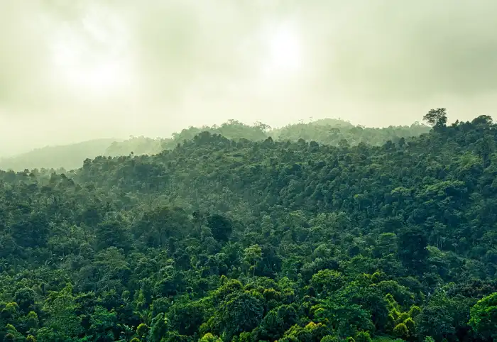 Urban Jungle Green Mountain Forest Nature Background