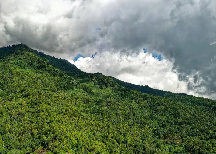 Urban Jungle Green Mountain Forest Nature Background