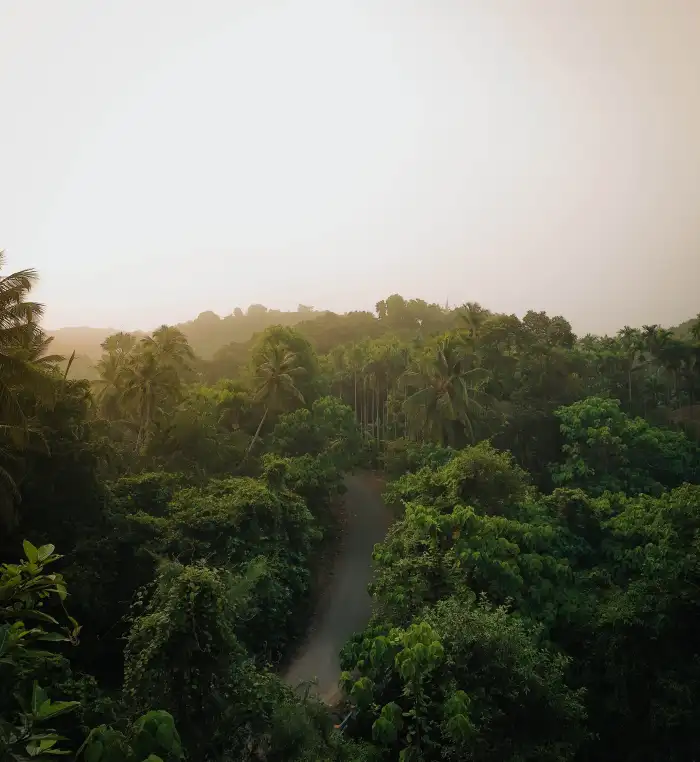 Urban Jungle Green Mountain Forest Pink Sky Background