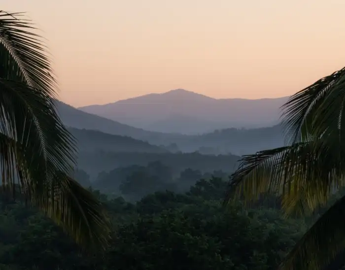 Urban Jungle Green Mountain Forest Pink Sky Background