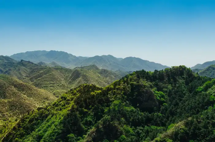 Urban Jungle Green Mountain Forest Sky Background