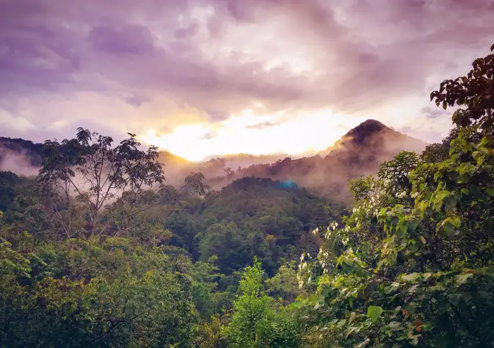 Urban Jungle Green Mountain Forest Sky HD Background