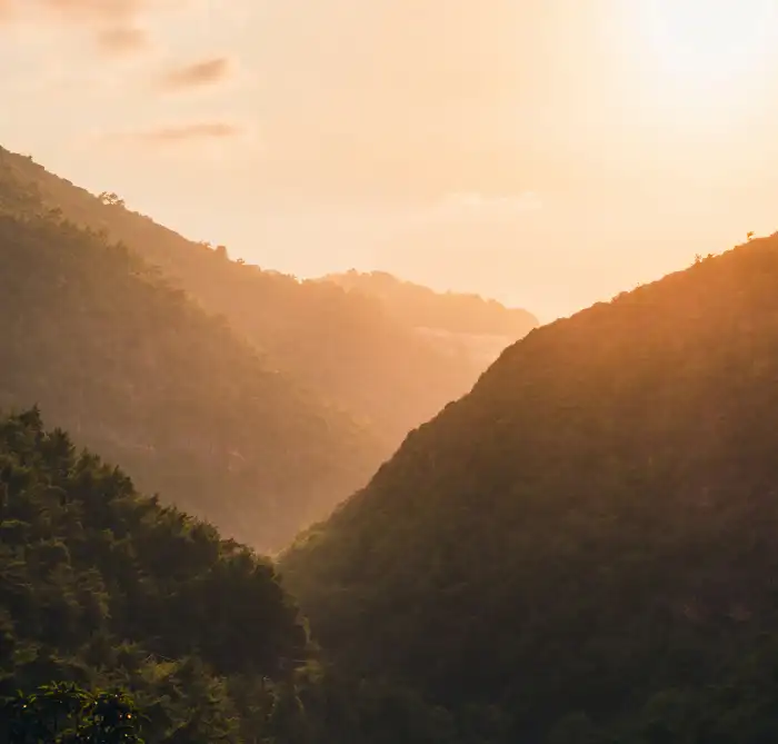 Urban Jungle Green Mountain Forest Sunset Light Background