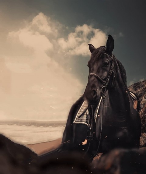 Vijay Mahar Horse Editing Background