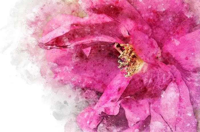 Watercolor Pink Flower Background HD  Images