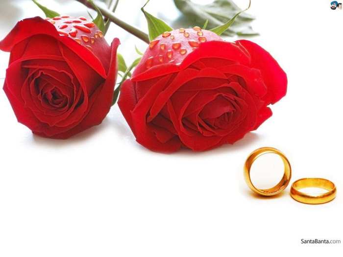 Wedding Red Rose Flower Marriage Background Free Download