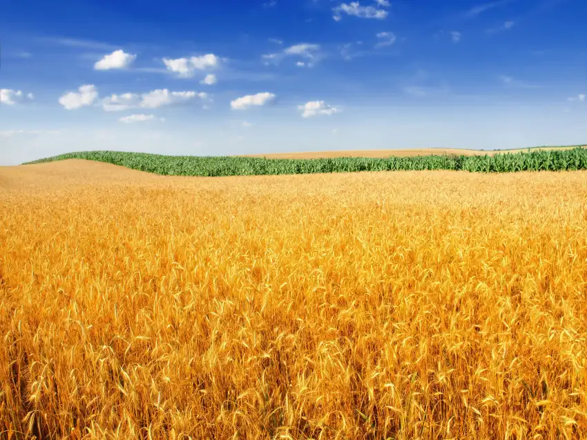 Wheat Farm Field Background HD Download