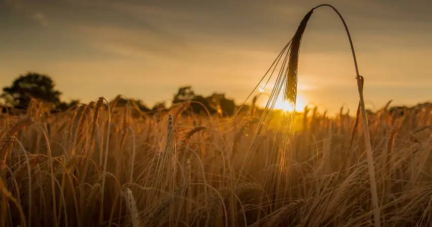 Wheat Field Background Wallpaper  HD Download