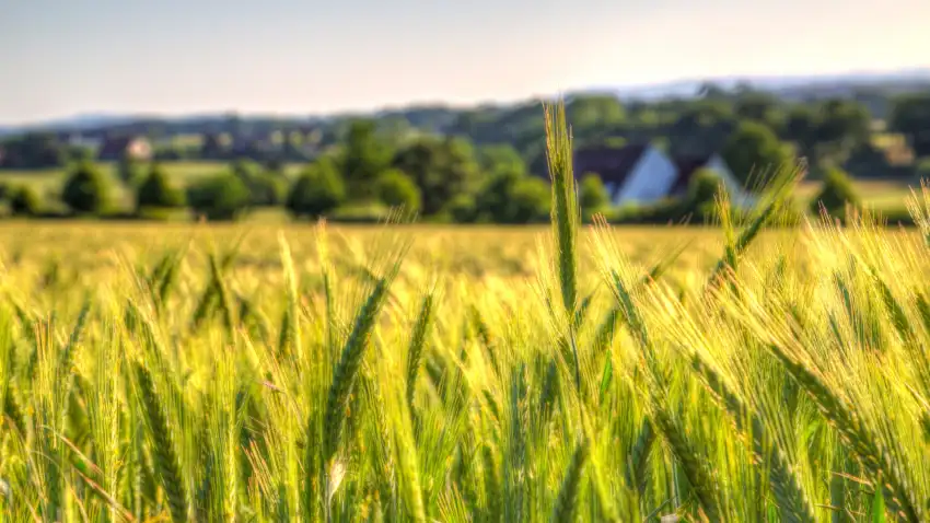 Wheat Field Background Wallpaper  HD Download