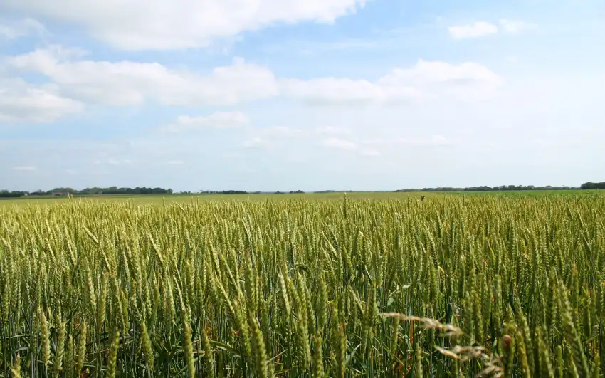 Wheat Field Background Wallpaper  HD Download