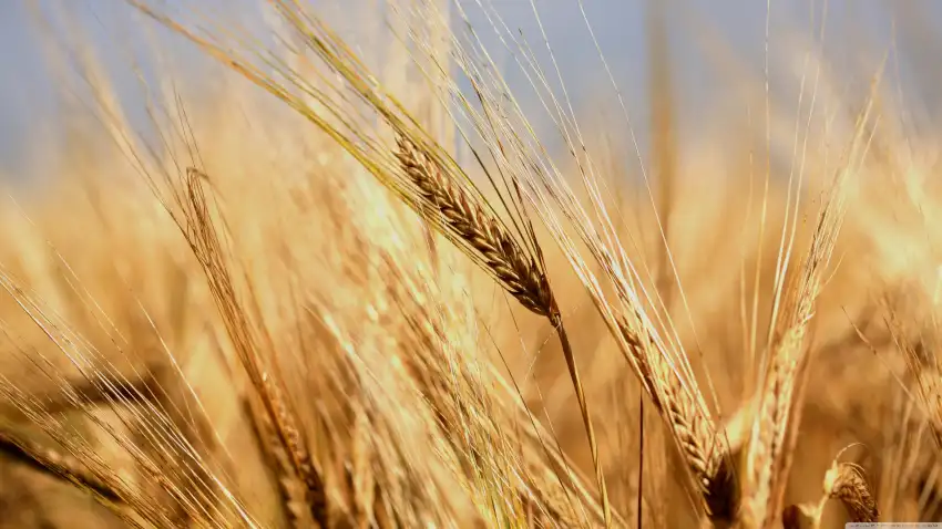 Wheat Field Background Wallpaper  HD Download