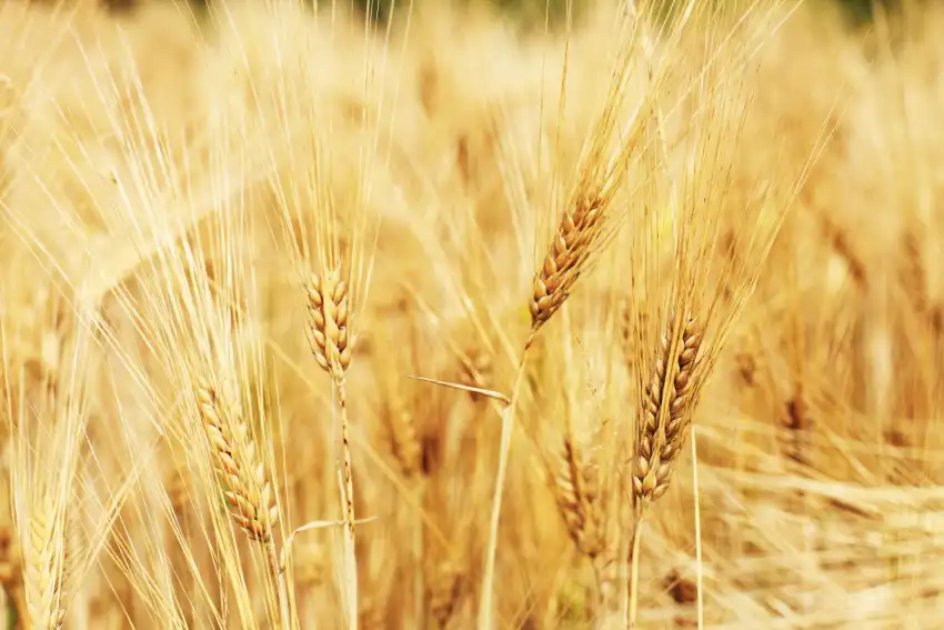 Wheat Field Background Wallpaper  HD Download