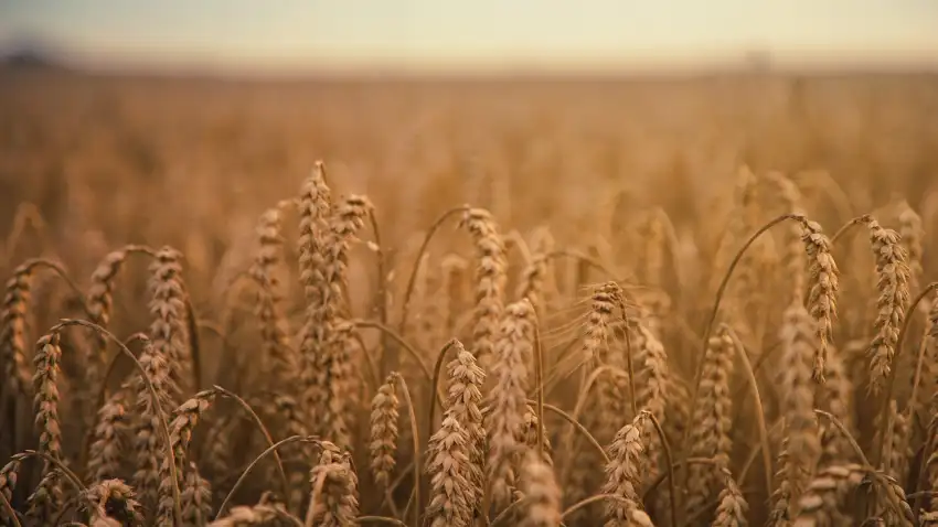 Wheat Field Background Wallpaper  HD Download