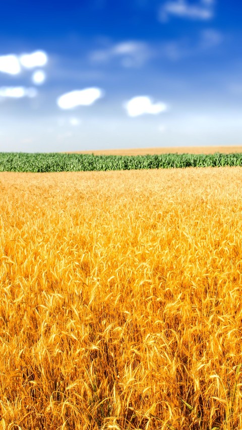 Wheat Field CB Picsart Editing Background HD Download