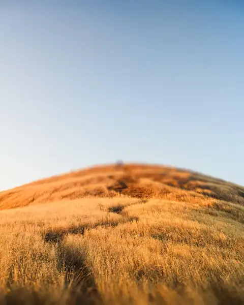 Wheat Field CB Picsart Editing Background HD Download