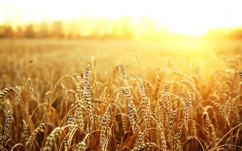 Wheat Sunrise Rice Field Background HD Download Free