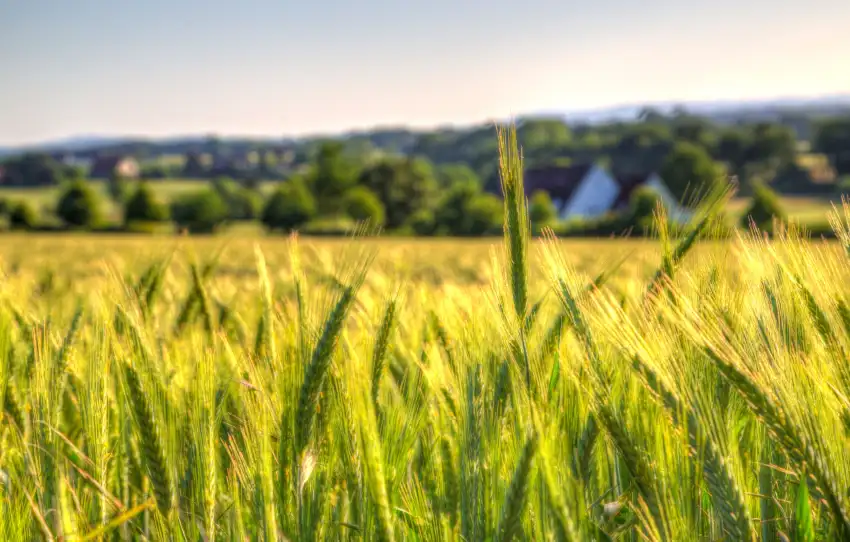 Wheat Sunrise Rice Field Background HD Download Free