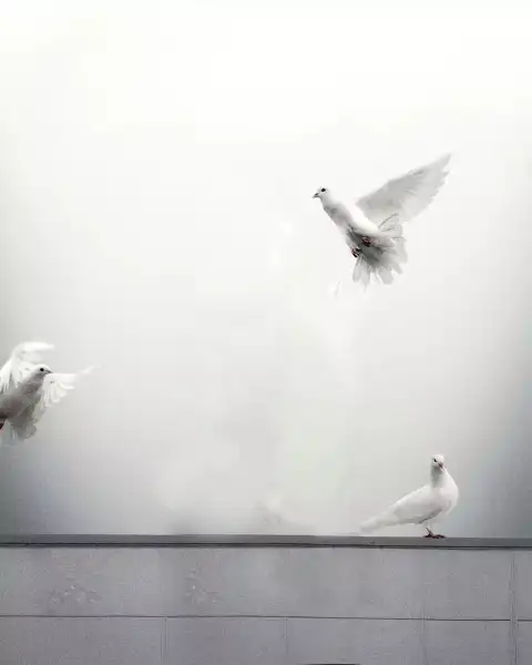 White Bird PicsArt Photo Editing Background HD Photo