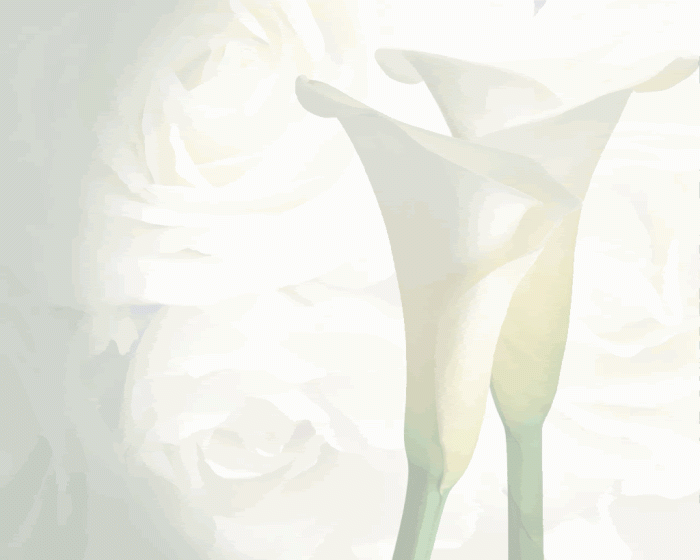 White Flower Wedding Marriage Background Free Download