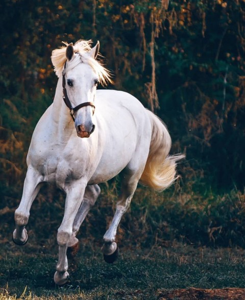 White Horse CB Editing Full Hd Background