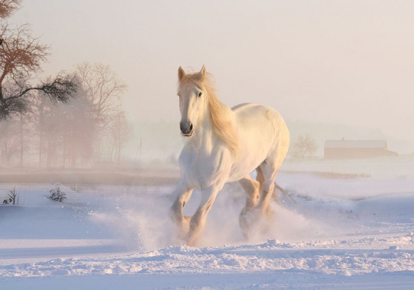 White Horse New CB Background Full Hd