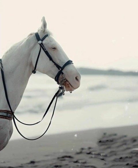 White Horse PicsArt CB Editing Background HD Download