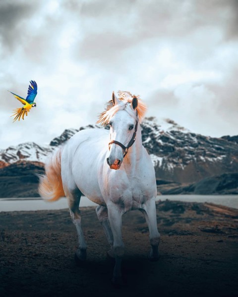 White Horse PicsArt CB Editing HD Background