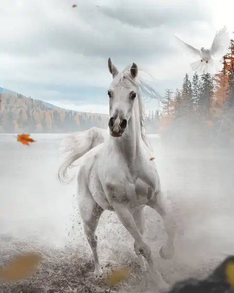 White Horse Picsart Editing Background Full HD Download