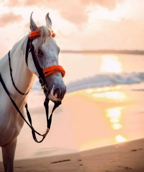 White Horse PicsArt Editing Background HD