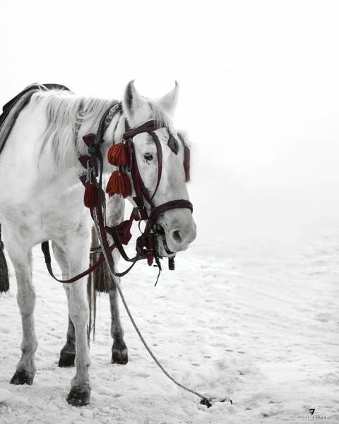 White Horse Vijay Mahar Editing Background