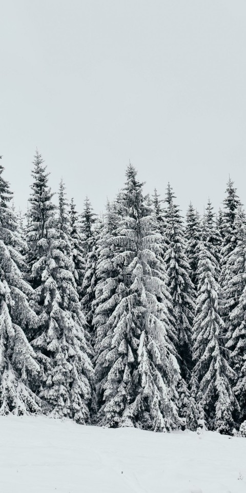 White Ice Winter Tree Background HD Donwload