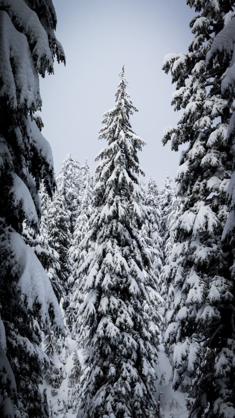 White Ice Winter Tree Background HD Donwload