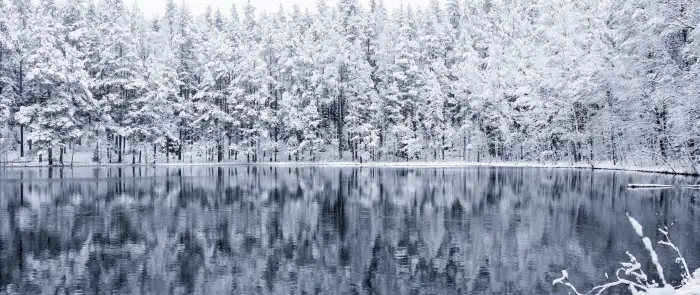 White Lake Winter Forest Background HD Wallpapers