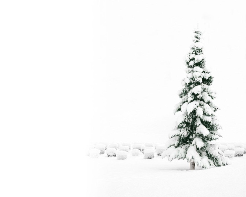 White Merry Christmas Tree HD Background Wallpaper